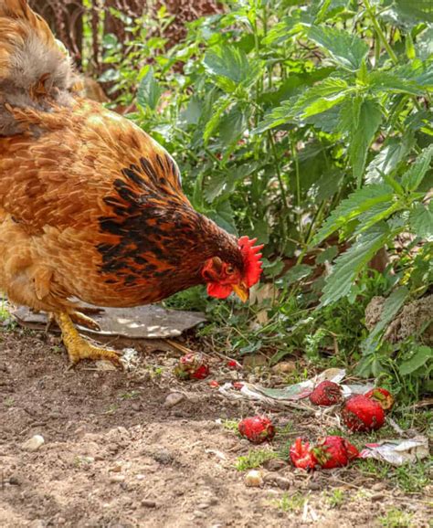 Can Chickens Eat Strawberries? Absolutely yes, chickens can eat strawberries, and they love their strawberries, and if you put a few in front of them, there is absolutely no doubt that they are going to gobble them up quite rapidly. 
